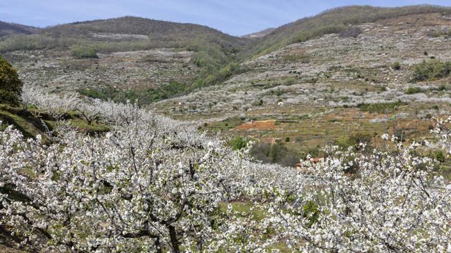 ¿Qué comarca extremeña es conocida como destino para disfrutar de la floración de los cerezos?