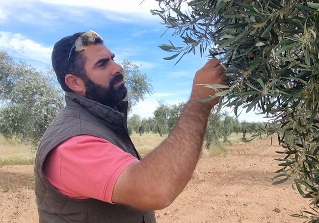 Carracedo comprueba la floración de un olivo.