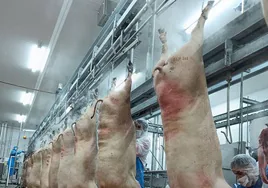 Cerdos sacrificados en el gran matadero de ibérico de Zafra.