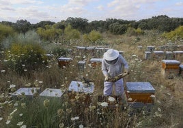 Explotación de apicultura ecológica en Los Canchales, cerca de Mérida.