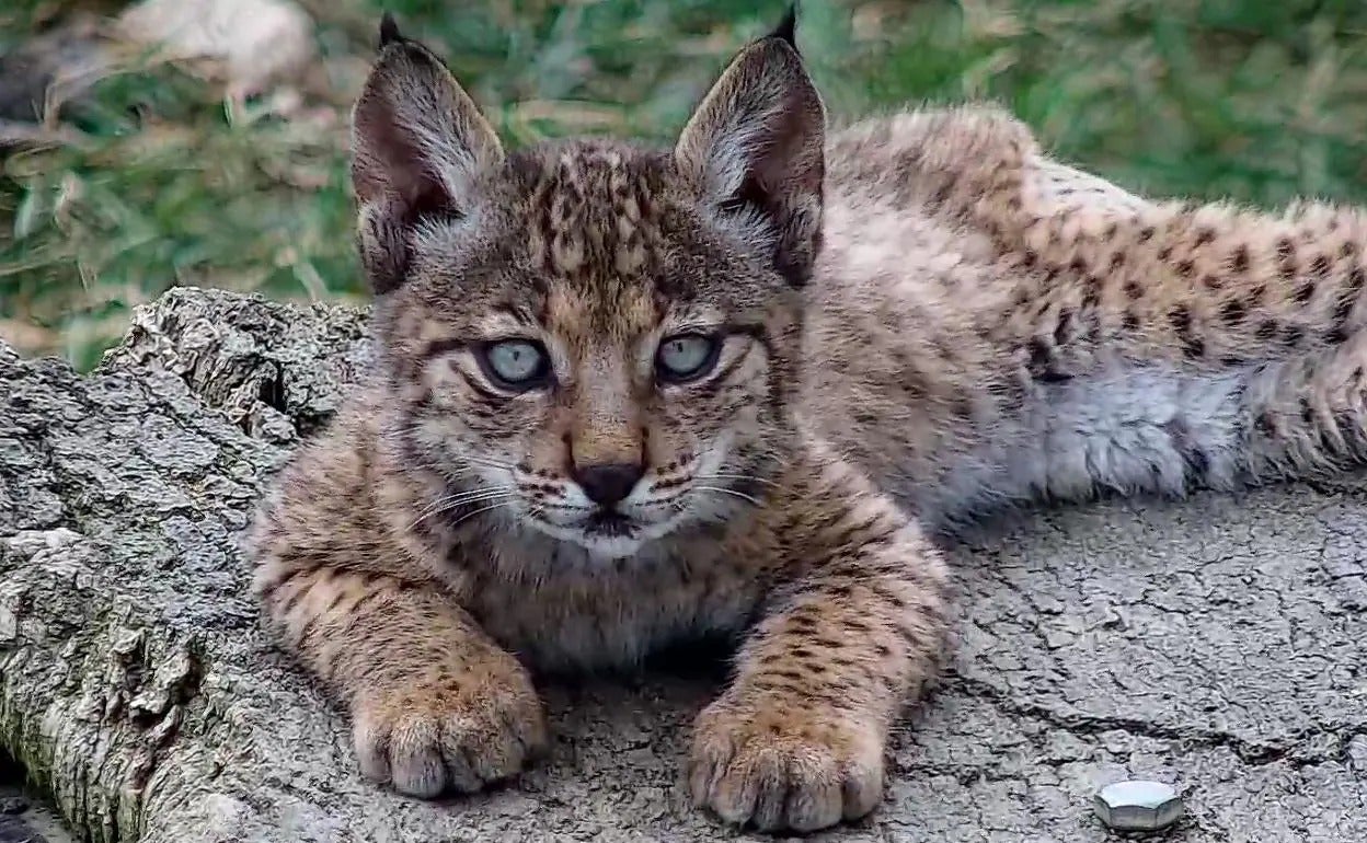 Cachorro de lince ibérico.