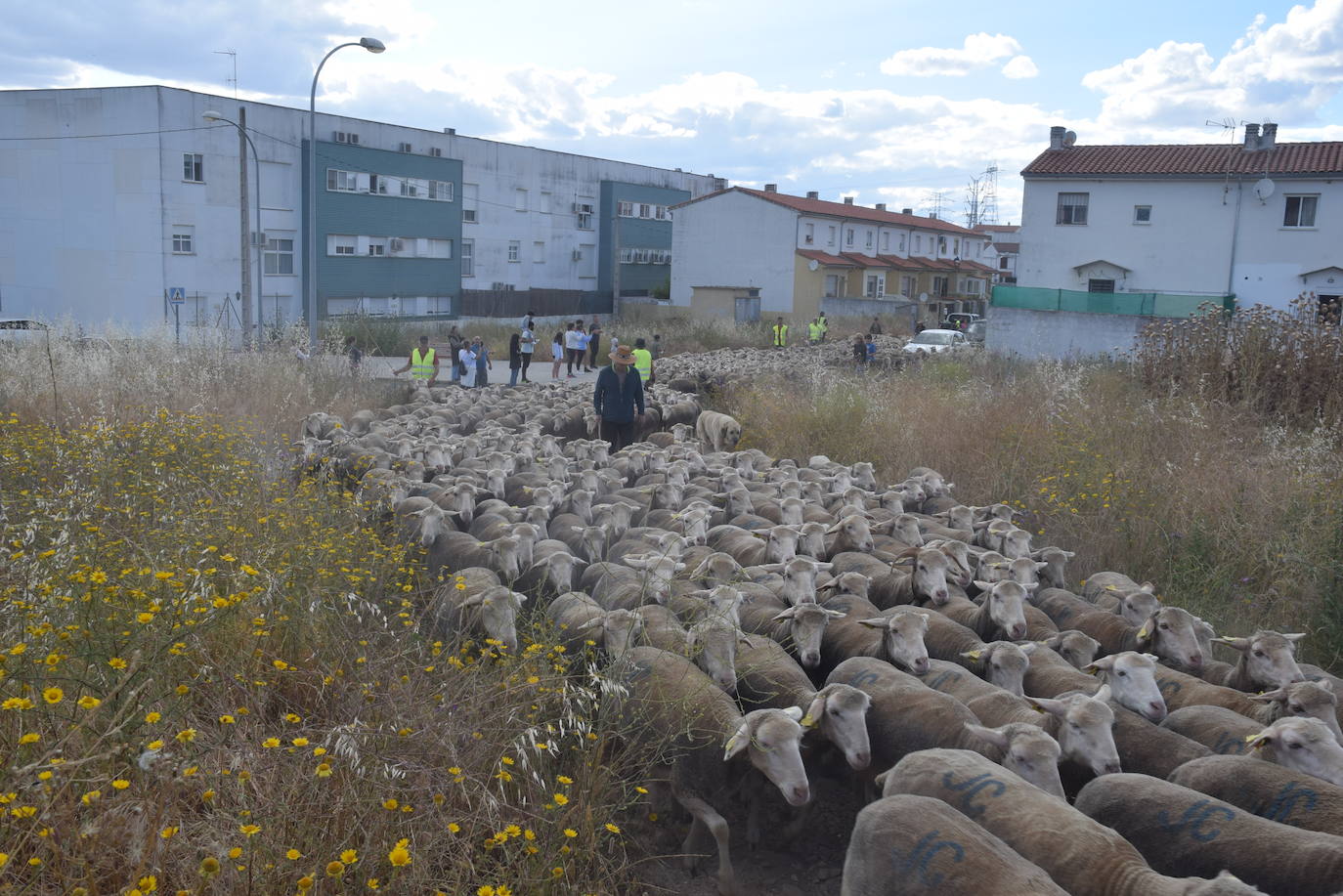 Imagen secundaria 2 - José Manuel Sánchez atraviesa Trujillo con 1.550 ovejas, camino de León