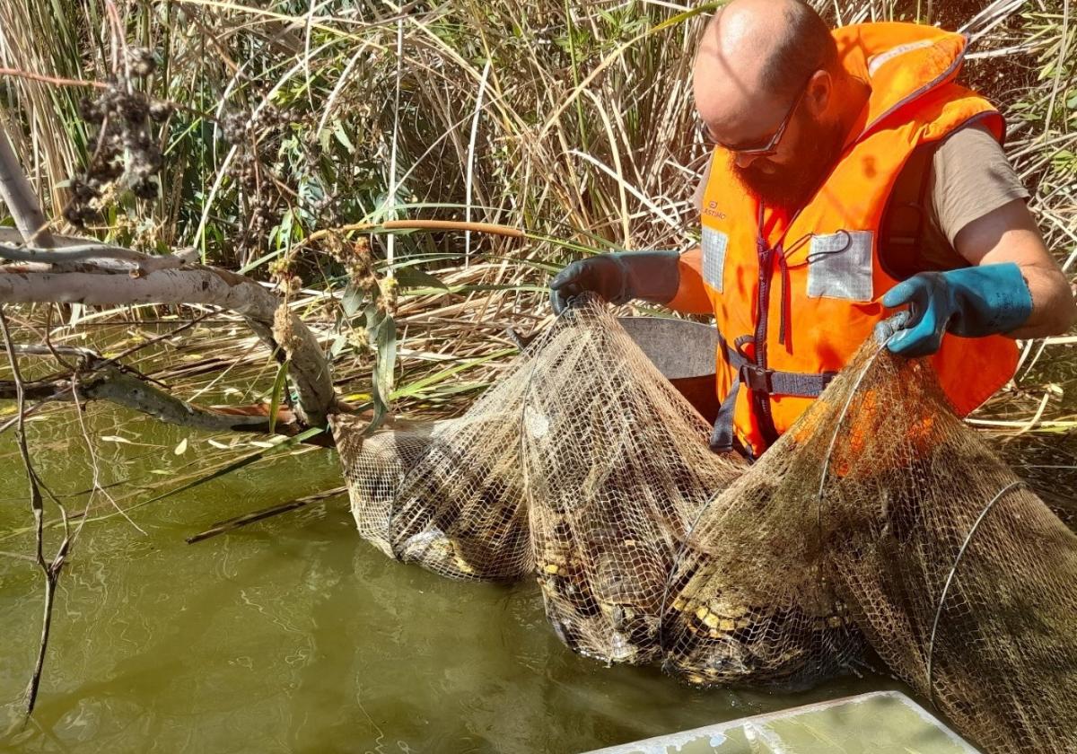 Una trampa (nasa) llena de galápagos de Florida en Badajoz.