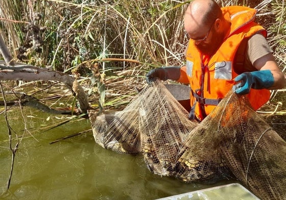 Una trampa (nasa) llena de galápagos de Florida en Badajoz.