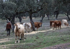 La organización pide incrementar controles de sanidad animal para evitar enfermedades.