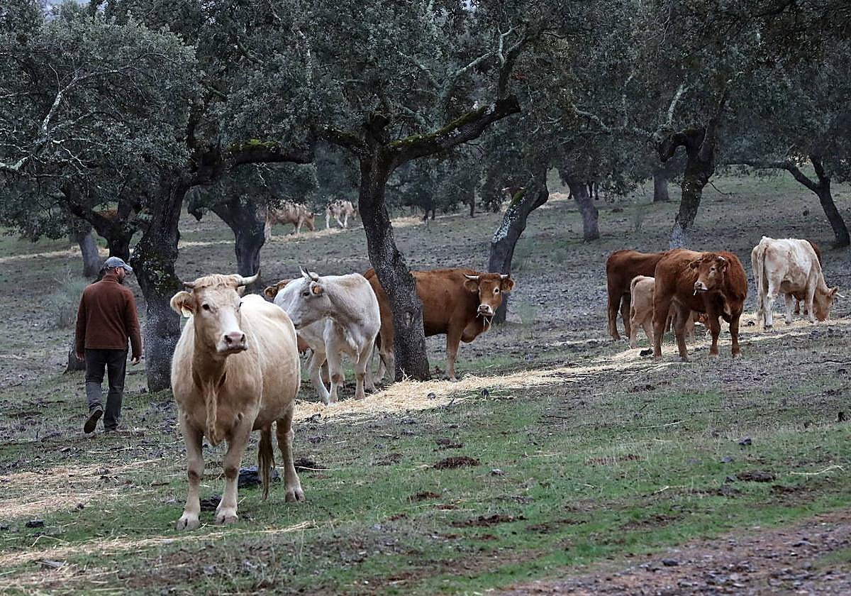 La organización pide incrementar controles de sanidad animal para evitar enfermedades.