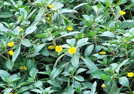 Especie invasora Ludwigia spp.