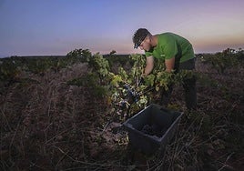 Un jornalero cosecha uva tinta en una parcela de la bodega Pago Los Balancines, en Oliva de Mérida.