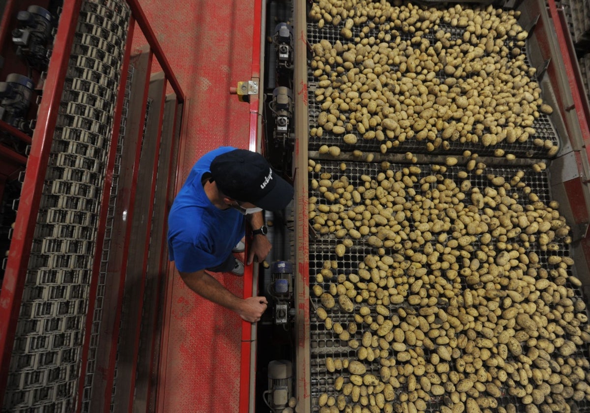 Operario en una industria agraria.