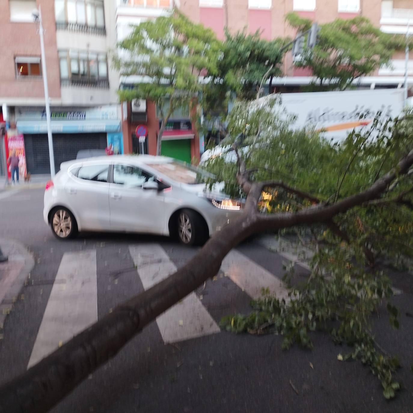 Así ha quedado el paso de peatones tras la caída de una enorme rama