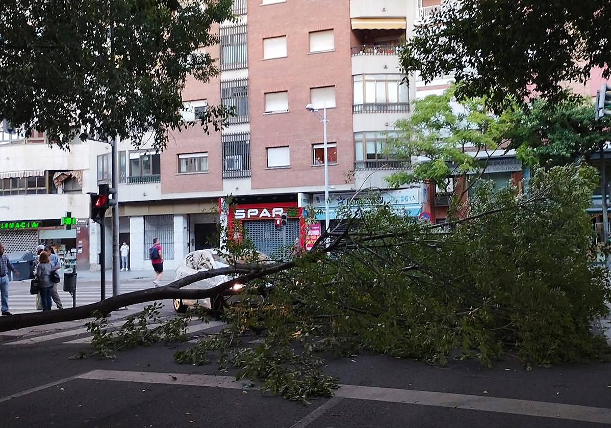 Así ha quedado el paso de peatones tras la caída de una enorme rama