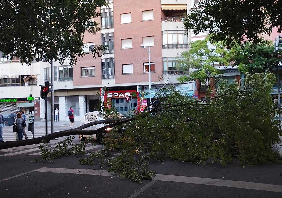 La enorme rama cayó sobre un paso de peatones.