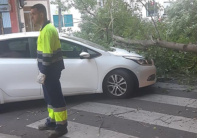 La enorme rama golpeó el capó del turismo.