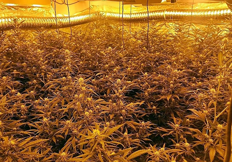 Plantas de marihuana halladas dentro de la vivienda de Medina de las Torres
