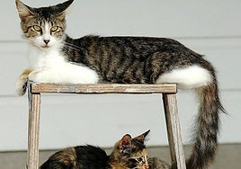 Solo dos de cada 10 extremeños saben reconocer cuando su gato está enfermo: Cómo saberlo