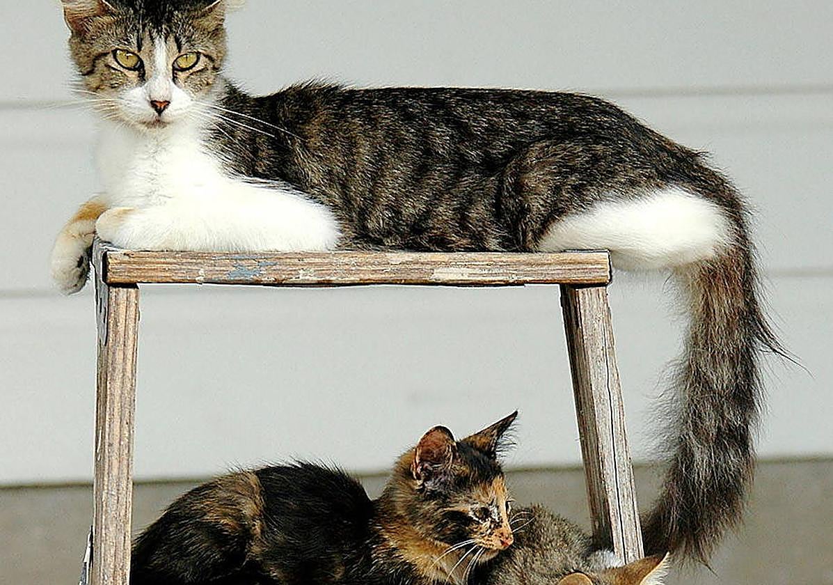 Solo dos de cada 10 extremeños saben reconocer cuando su gato está enfermo: Cómo saberlo