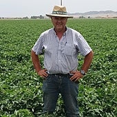 «Este año he optado por reducir las hectáreas de tomate»