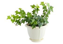 Cinco plantas que te ayudarán a mantener tu casa más fresca