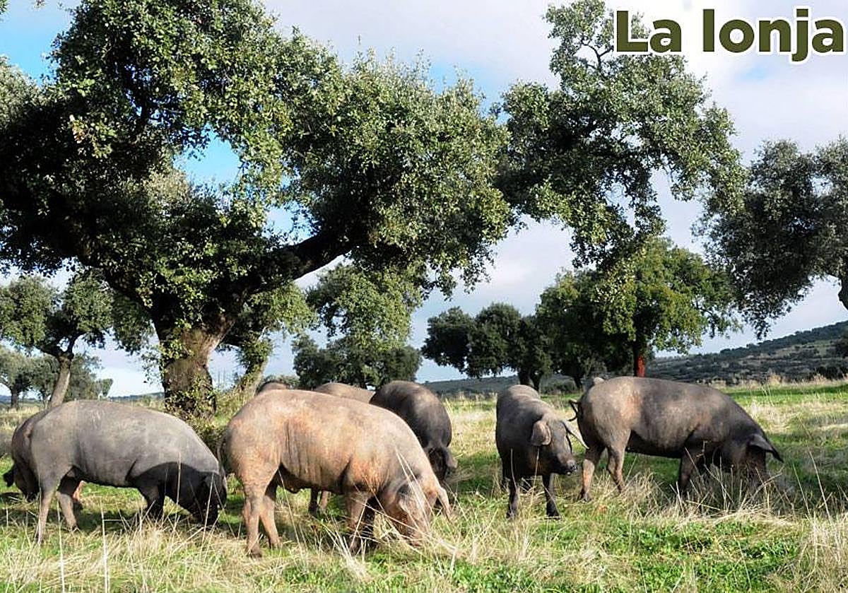 Lonja agropecuaria del jueves 11 de julio