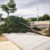 El temporal deja balsas de agua y árboles caídos en Villanueva de la Serena