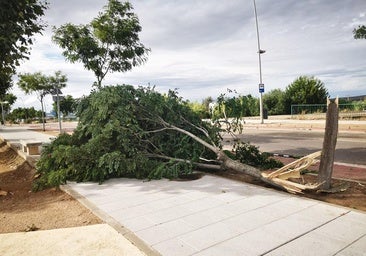 El temporal deja balsas de agua y árboles caídos en Villanueva de la Serena