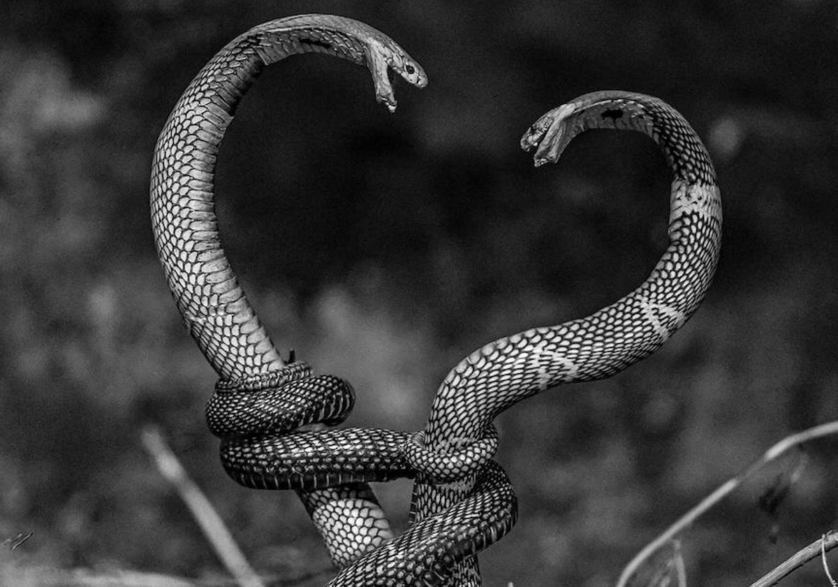 Estas son algunas de las fotografías de Mosquito Tango