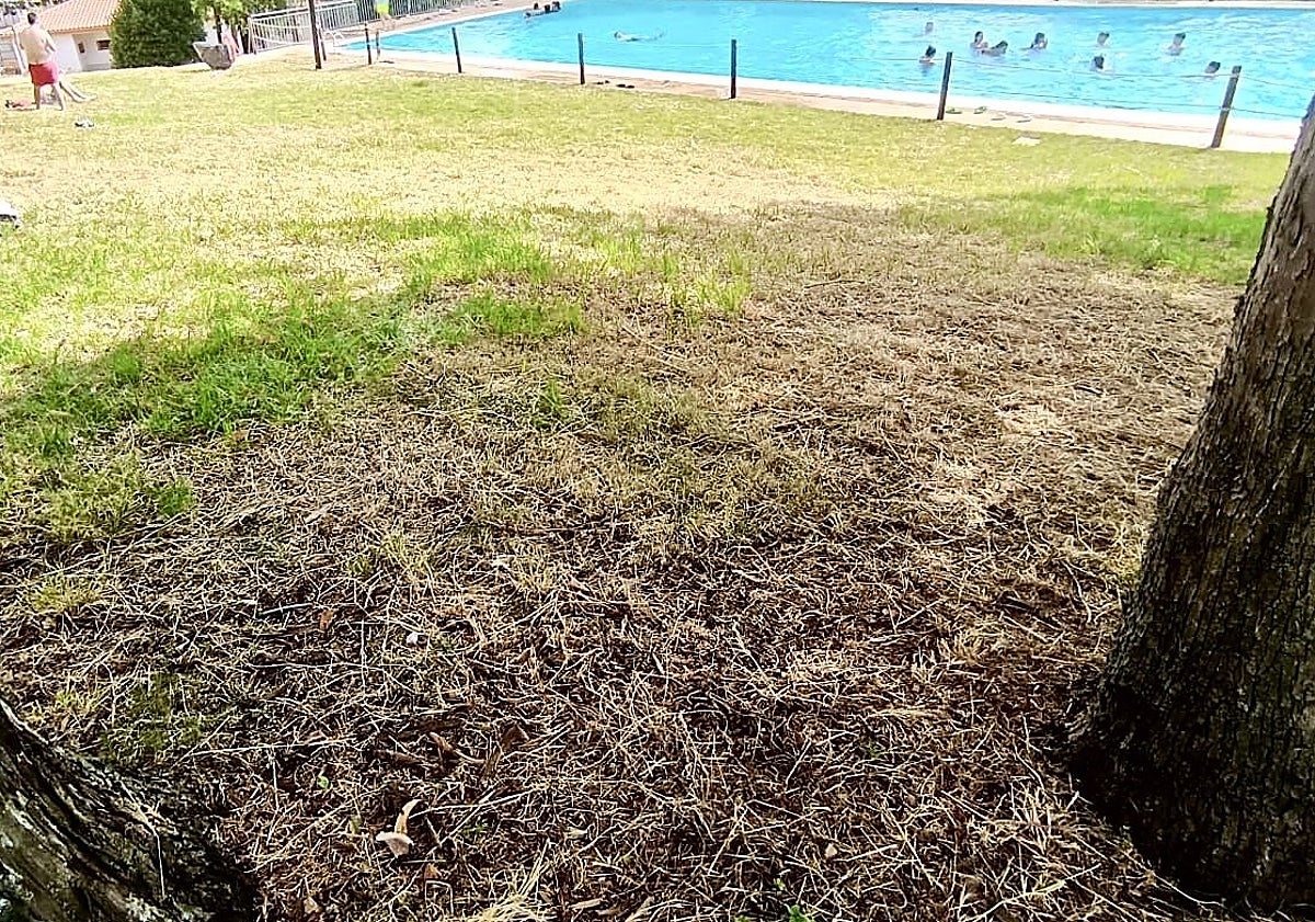 Imagen principal - Arriba, deterioro del césped, seco o con calvas con la piscina al fondo. Debajo, plato de baño sin ducha. Sobre estas líneas, una caja de registro abierta en pleno suelo.
