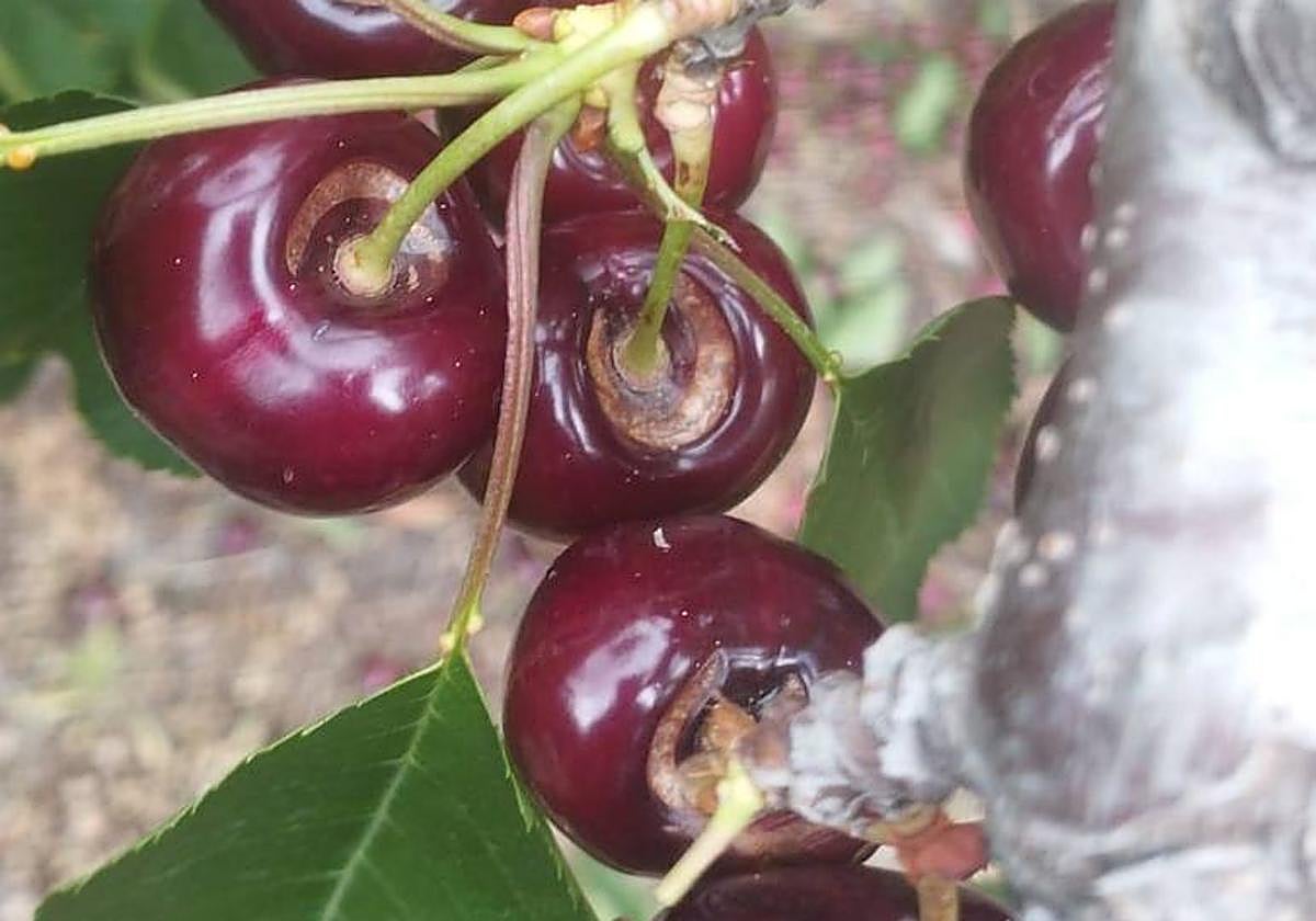 Daños provocados por las lluvias de los últimos días en el norte de Cáceres.