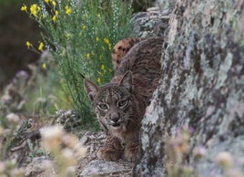 Un lince ibérico en imagen de archivo