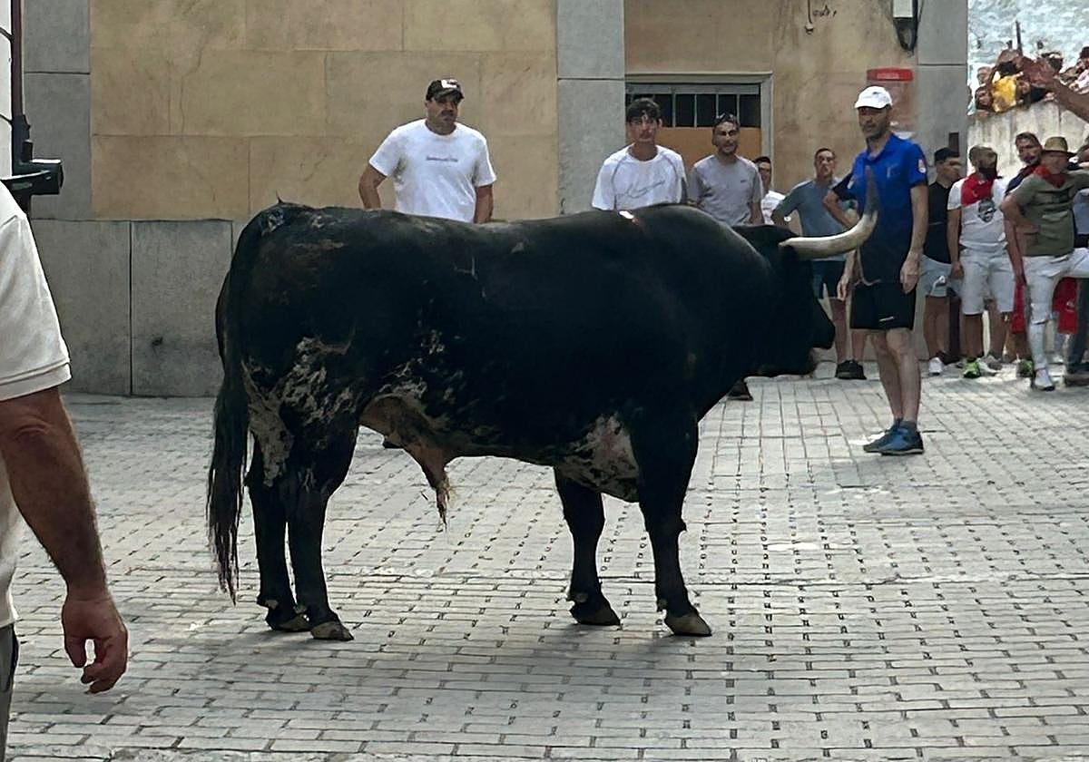 Malacara enciende las calles de Coria con una lidia más intensa