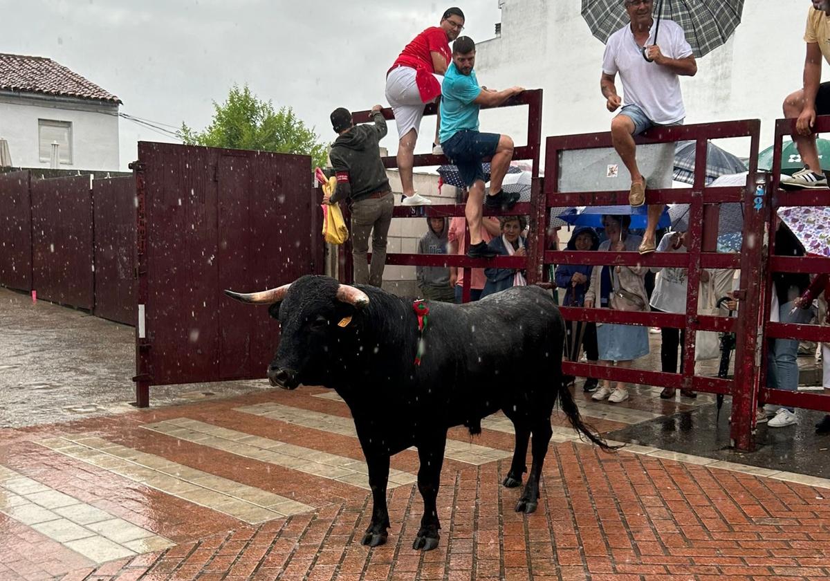 La tradicional lidia del novillo de promoción juveniles de Tonelero se celebra bajo la lluvia