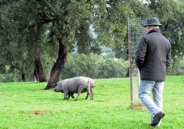 Un veterinario inspector de la denominación de origen 'Dehesa de Extremadura' comprueba una piara de cerdos ibéricos ibéricos puros en una finca de Oliva de Mérida durante una montanera.