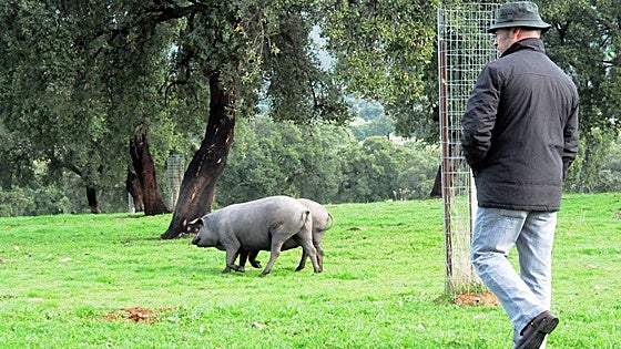 Las denominaciones de origen solo certificarán cerdos ibéricos 100%, salvo Guijuelo