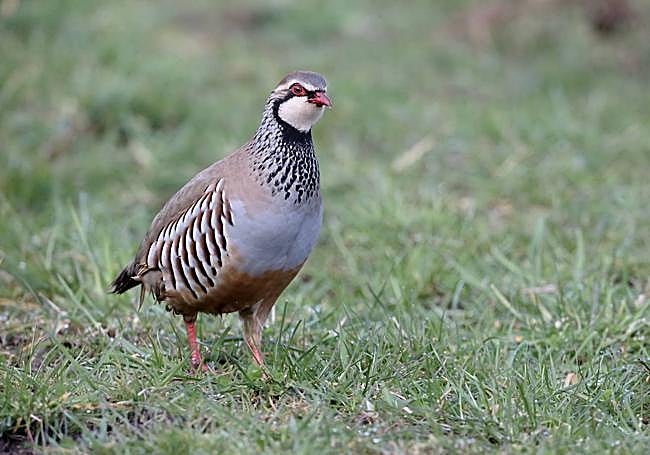 Ejemplar de perdiz roja.