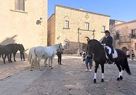 Caballos de pura raza española este martes en la plaza de Santa María de Cáceres.