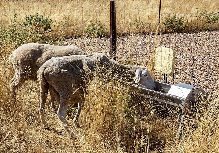 Las ovejas de la finca La Rinconada en el bebedero inteligente, que se enciente con el crotal.