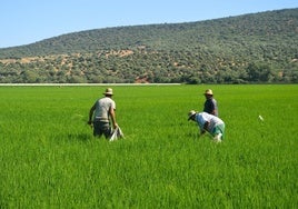 Arroceros del Orellana revisando una parcela en Don Benito.