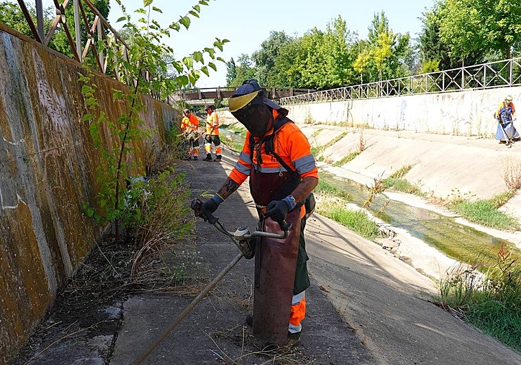 Los operaros desbrozan el arroyo calamón para que el lunes entre la máquina que limpiará el agua.
