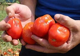 Hasta junio de 2024, el recibo de prima alcanza los 580,4 millones de euros.