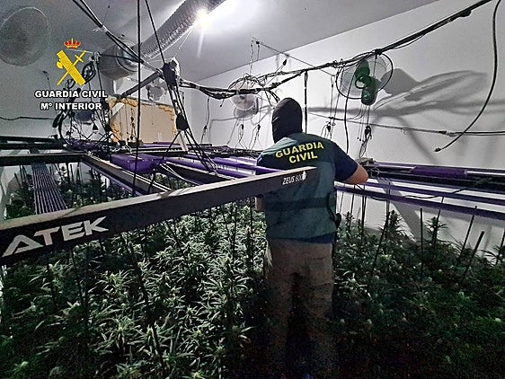 Desmantelan dos plantaciones de marihuana con más de 400 plantas en Trujillanos