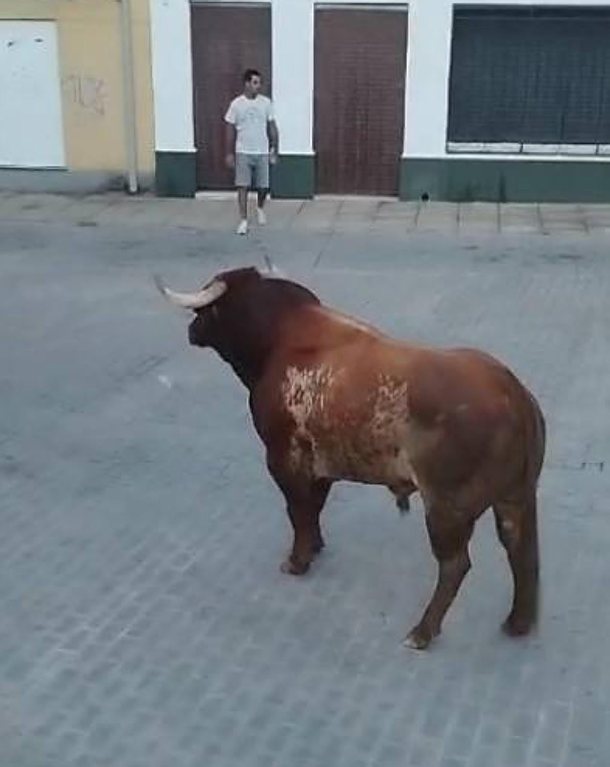 Lidia del toro de la Comisión de Festejos en la plaza Victorino Martín
