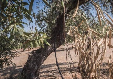 Detectan en Extremadura la presencia de 'Xylella fastidiosa', conocida como el «ébola de los olivos»