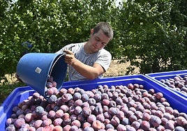 Un agricultor recogiendo fruta de hueso en una explotación agrícola extremeña.