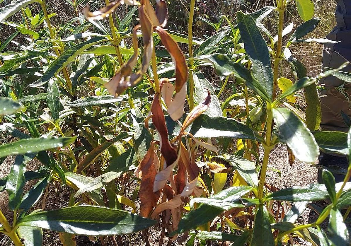 Planta de jara afectada por la Xylella en Valencia de Alcántara. Se detectó en junio pasado. Hay cinco plantas detectadas con esta bacteria en el término cacereño.