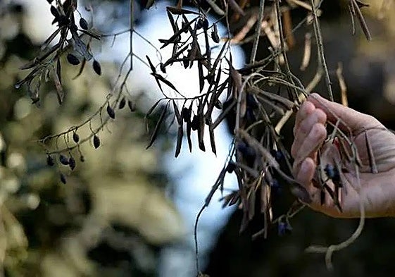 Rama seca de un olivo por la plaga de la bacteria.
