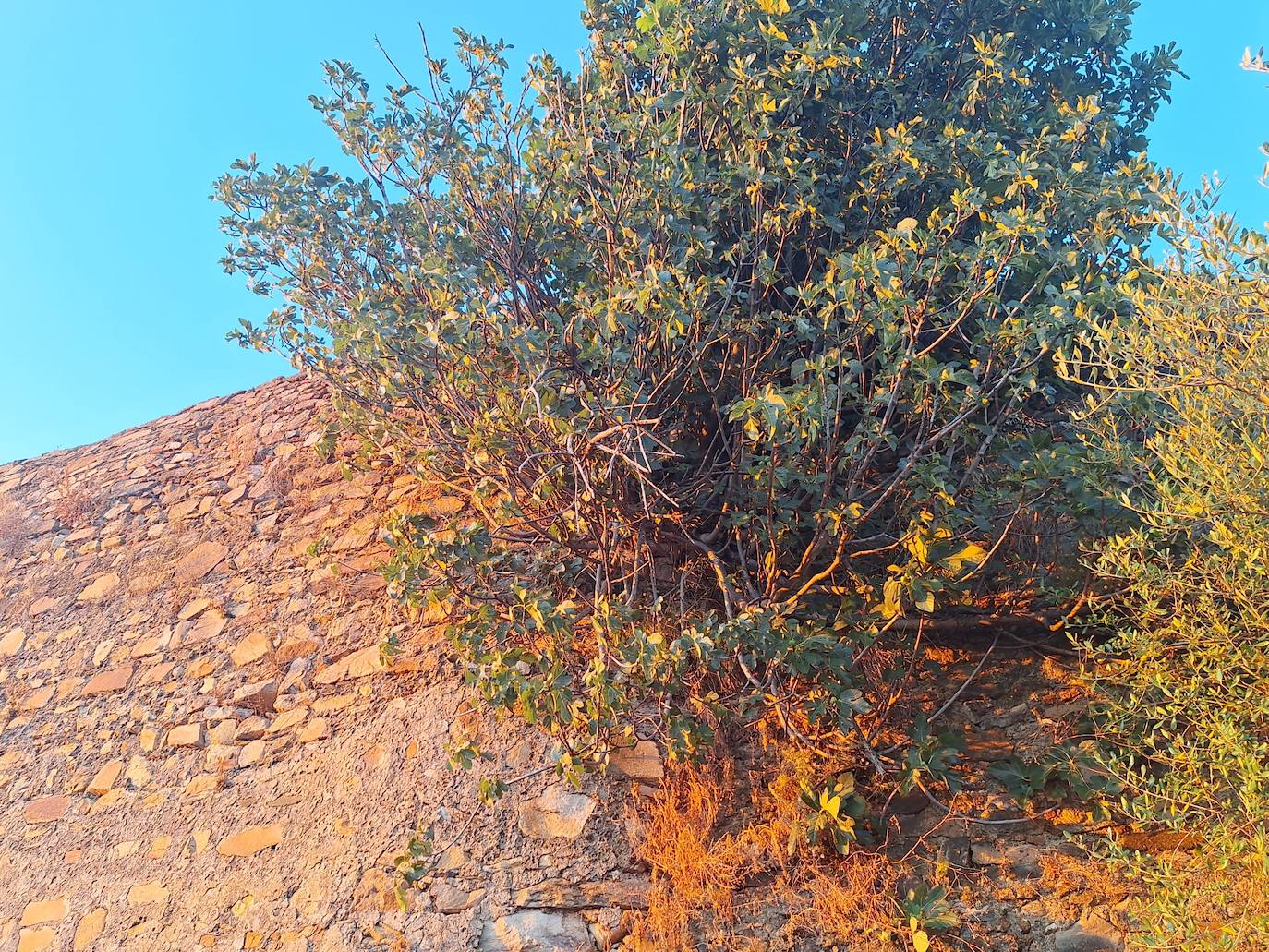 Imagen secundaria 2 - Arriba y a la izquierda estado en que se halla el lienzo de muralla derrumbado. A la derecha, higuera brava que ha crecido en otro tramo de la muralla y que sigue deteriorándola.