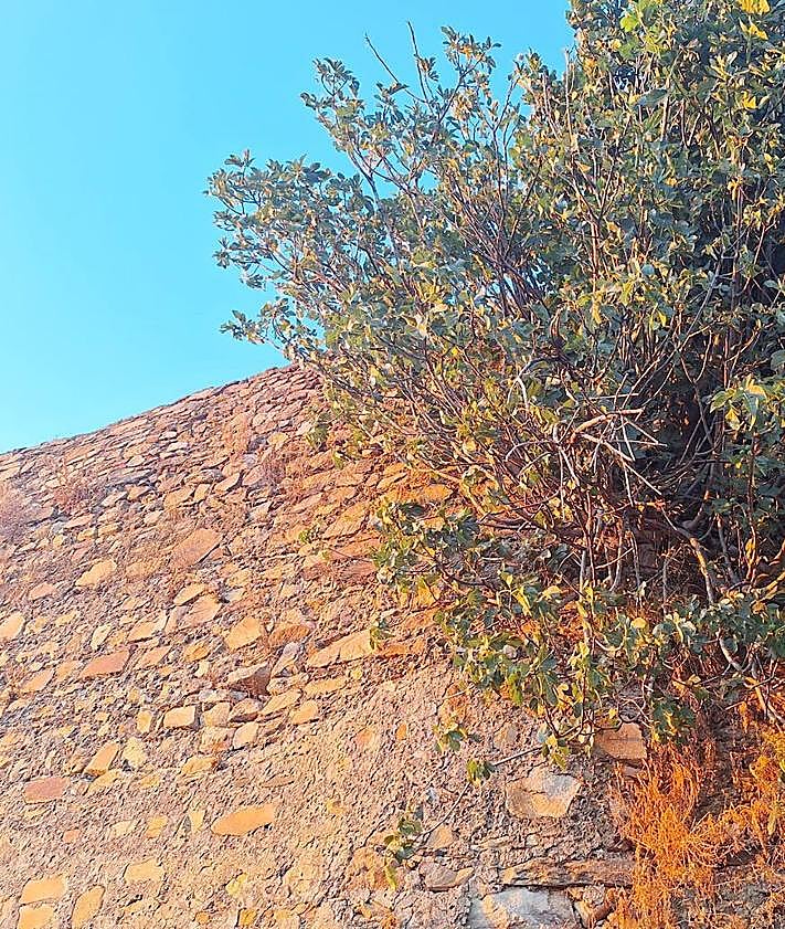 Imagen secundaria 2 - Arriba y a la izquierda estado en que se halla el lienzo de muralla derrumbado. A la derecha, higuera brava que ha crecido en otro tramo de la muralla y que sigue deteriorándola.