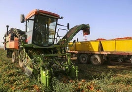 Una cosechadora recolecta tomate en una parcela próxima a Santa Amalia.