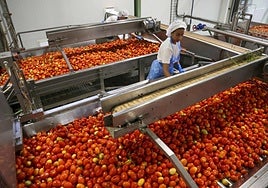 Una trabajadora de Tomates del Guadiana en las instalaciones de la fábrica, cerca de Santa Amalia.