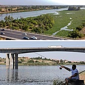 ¿Por qué la planta invasora está en Badajoz y no en Mérida?
